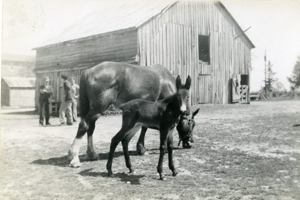 Horse, Donkey & Barn